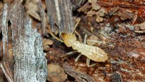 مكافحه الرمه فى العين